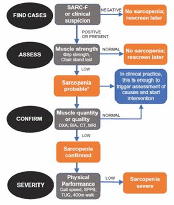 The nutritional support to prevent sarcopenia in the elderly